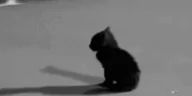 sadcat emote