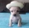 PerroVeracruzano emote