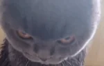 mad emote