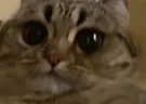ustal emote