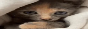 catKiss2 emote
