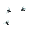FLIES