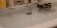 sweeming emote