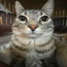 zazu emote