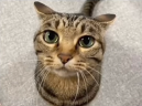 StupidStupid emote