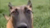 bayronScared emote