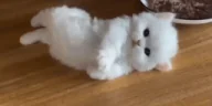 Chillin emote