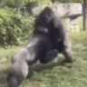 monkeFight emote