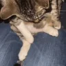 catFatty emote