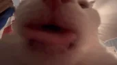 CatLick emote