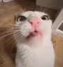 nyamka emote