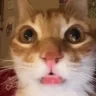 kuh emote