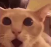 HolyMoly emote