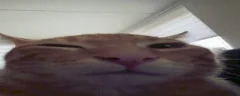 buh emote