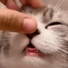 cheso emote