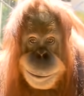 Veto emote