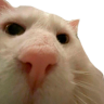 Kot emote