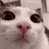plitch emote