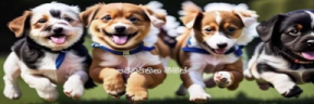 Dogs emote