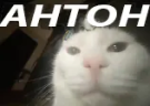 ANTON emote
