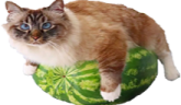 KotNaArbuze emote