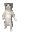 catGroove