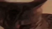 почемунекачаешьпервыйнадк emote