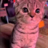 MaxOceanNQ emote