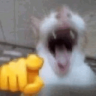 CatPointingAndLaughingAtYou emote