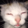 watdafak emote