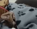 nowakey emote