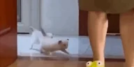BigRaid emote