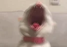 AaAaAaA emote