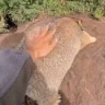 petthemarmot emote