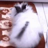 dupa emote