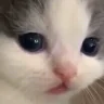 Whatever emote