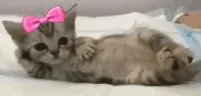 leju emote