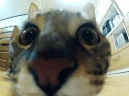 zuh emote