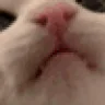 yappin emote