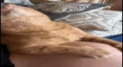 euh emote