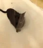 shower emote