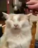 zaebali emote