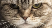 ): emote