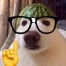 nerdawg emote