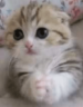 wiiiz emote