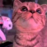 meoww emote
