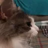 What emote