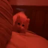 hop emote