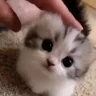 Patpat emote