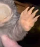 BOBER emote